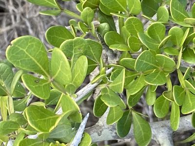Searsia pterota, photographed by Christina