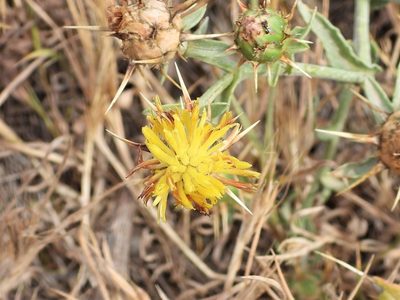 Centaurea sicula, photographed by amantedarmanin