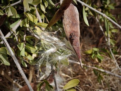 Periploca angustifolia, photographed by amantedarmanin
