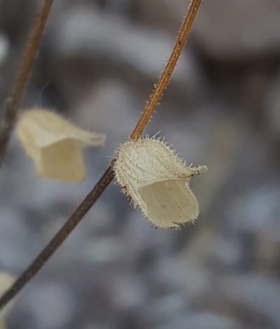 Salvia subincisa, photographed by Alex Abair