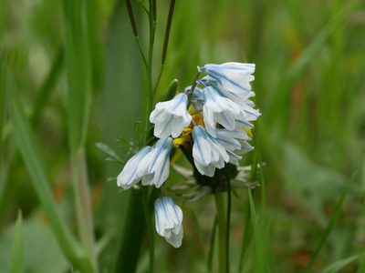 Puschkinia scilloides, photographed by Alexis Tinker-Tsavalas