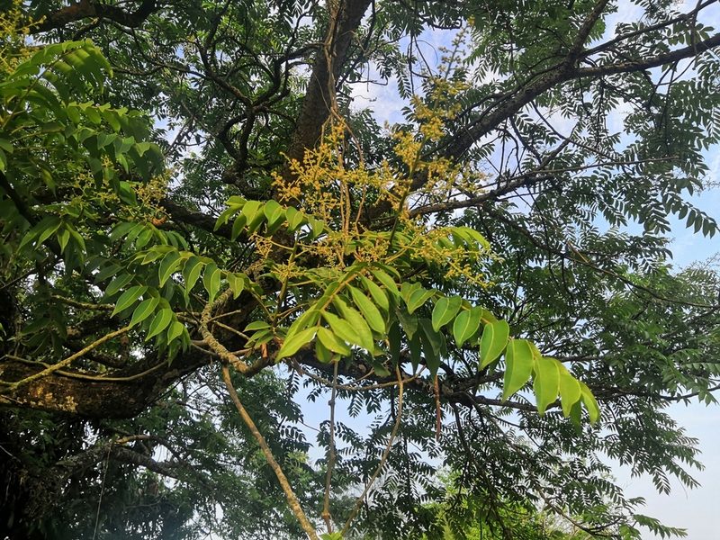 Spondias mombin, photographed by Obed Palagot Echavarria