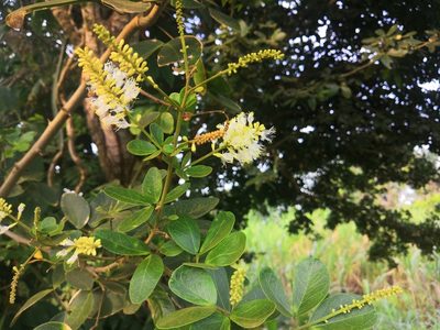 Pithecellobium lanceolatum, photographed by Obed Palagot Echavarria