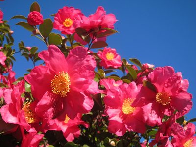 Camellia sasanqua, photographed by Marco Mussita