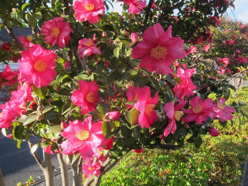 Camellia sasanqua, photographed by Marco Mussita