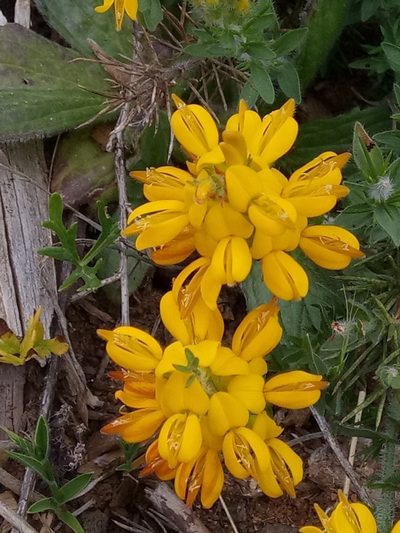 Genista ulicina, photographed by Karim Haddad