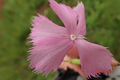 Dianthus zeyheri, photographed by Peter Warren