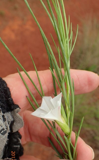 Ipomoea simplex, photographed by Peter Warren