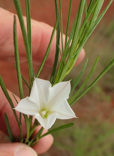 Ipomoea simplex, photographed by Peter Warren