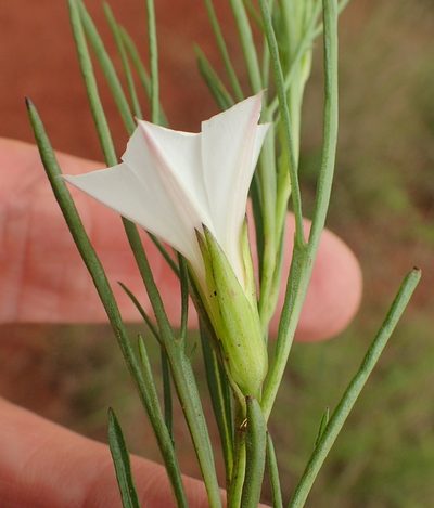 Ipomoea simplex, photographed by Peter Warren