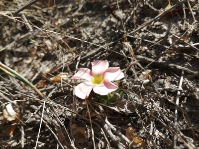 Oxalis pulchella, photographed by Danie Palm