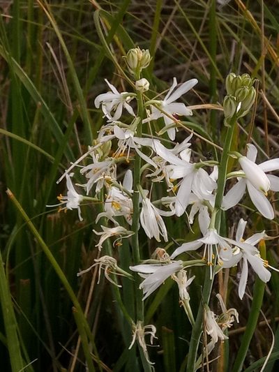 Anthericum baeticum, photographed by Karim Haddad