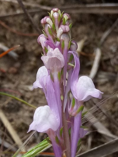 Linaria virgata, photographed by Karim Haddad