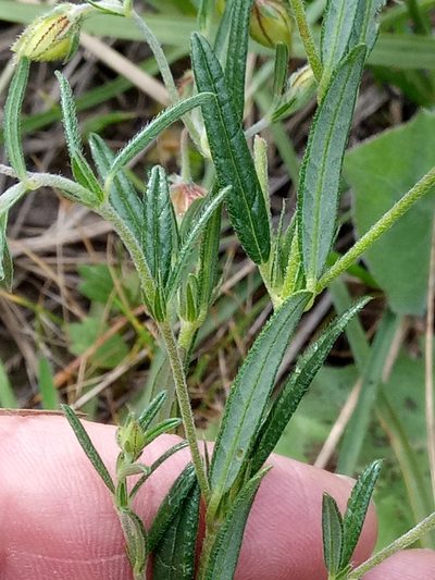 Helianthemum aegyptiacum, photographed by Karim Haddad