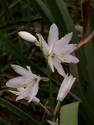 Anthericum baeticum, photographed by Karim Haddad