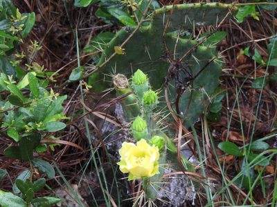 Opuntia lindheimeri, photographed by Suanne Pyle