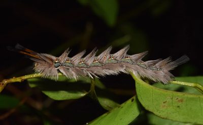 Dalbergia obovata, photographed by Sunčana Bradley
