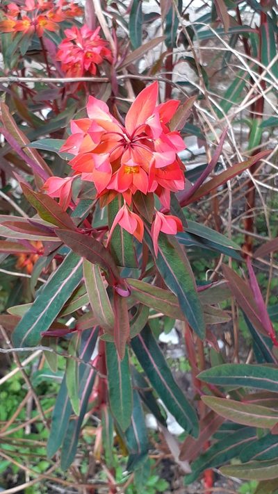 Euphorbia griffithii, photographed by SK53