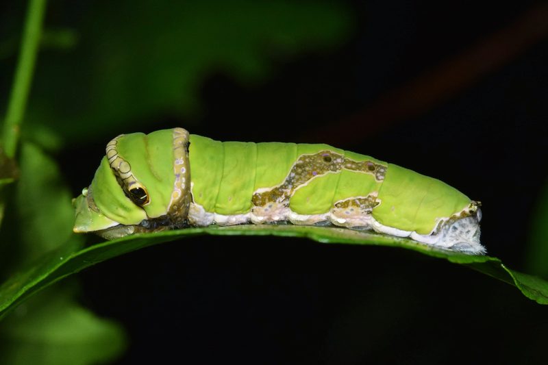 Clausena anisata, photographed by Sunčana Bradley