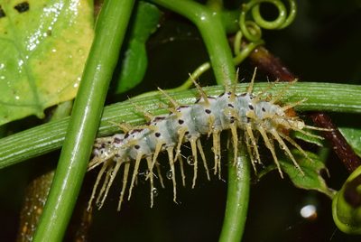Adenia gummifera, photographed by Sunčana Bradley