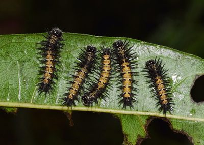 Xylotheca kraussiana, photographed by Sunčana Bradley