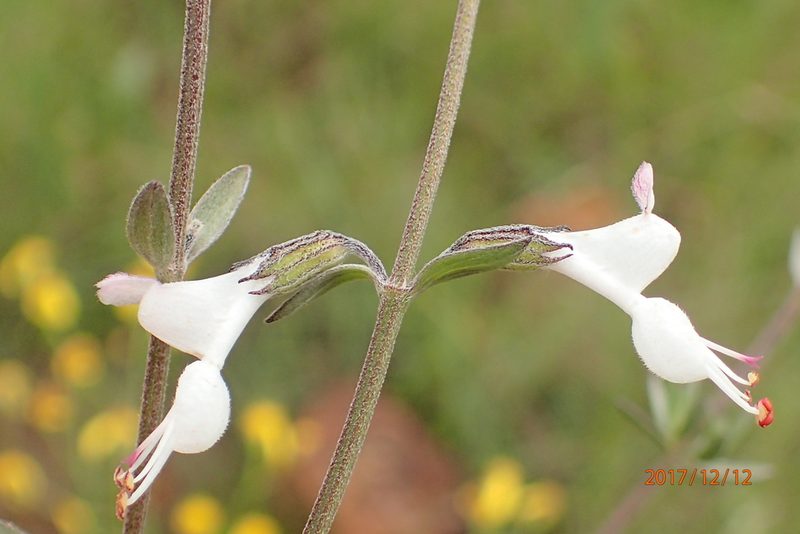 Syncolostemon argenteus, photographed by Peter Warren