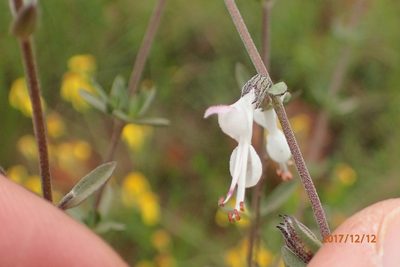 Syncolostemon argenteus, photographed by Peter Warren