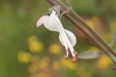 Syncolostemon argenteus, photographed by Peter Warren