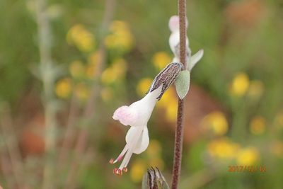 Syncolostemon argenteus, photographed by Peter Warren