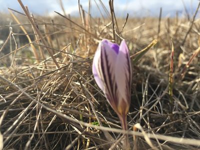 Crocus reticulatus, photographed by Елена Патерикина