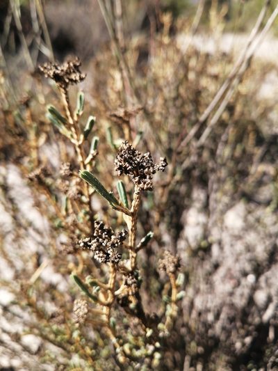 Psammotropha anguina, photographed by Danie Palm