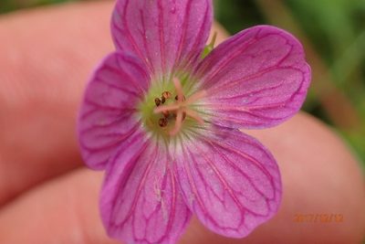 Geranium ornithopodon, photographed by Peter Warren