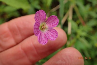 Geranium ornithopodon, photographed by Peter Warren
