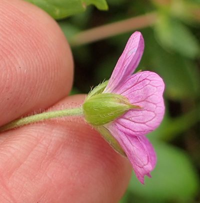 Geranium ornithopodon, photographed by Peter Warren