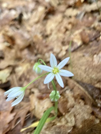 Allium pendulinum, photographed by Nicholas Moray Williams