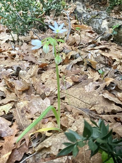 Allium pendulinum, photographed by Nicholas Moray Williams
