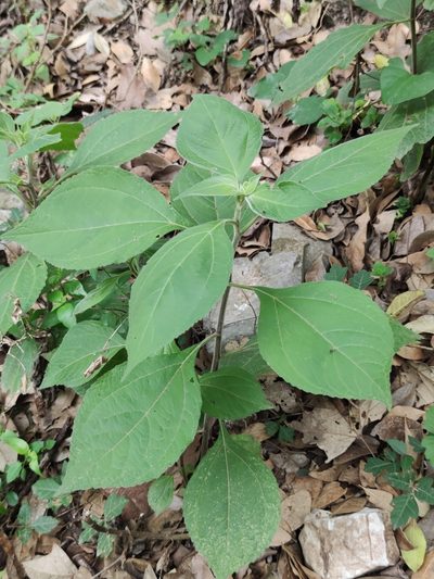 Greenmaniella resinosa, photographed by Liliana Ramírez-Freire