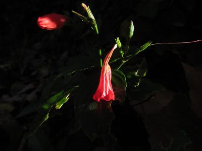 Ruellia brevifolia, photographed by Matias Cabezas