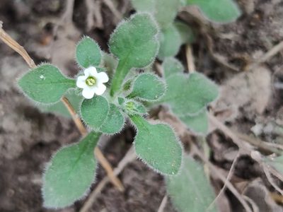 Nama jamaicensis, photographed by Liliana Ramírez-Freire