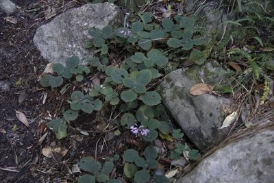 Plectranthus malvinus, photographed by Tony Rebelo