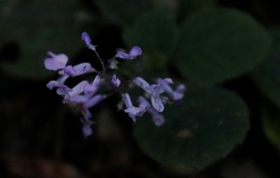 Plectranthus malvinus, photographed by Tony Rebelo