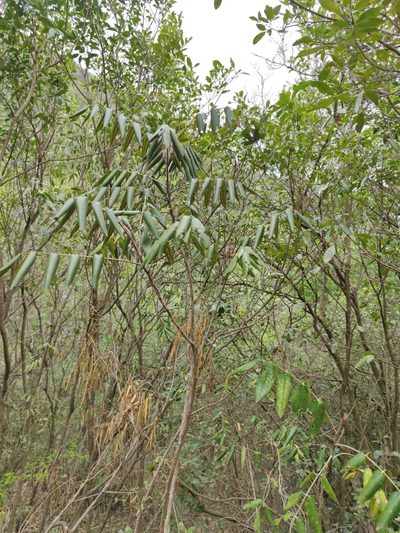 Decatropis bicolor, photographed by Liliana Ramírez-Freire