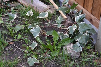 Hedera algeriensis, photographed by Matthew Vosper