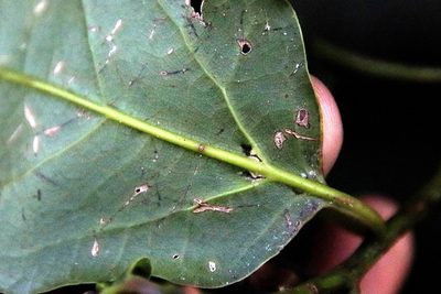 Ocotea bullata, photographed by Tony Rebelo