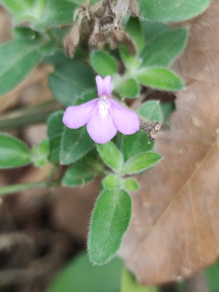 Justicia hintoniorum, photographed by Liliana Ramírez-Freire