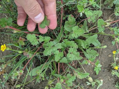 Erodium texanum, photographed by Cleveland Powell