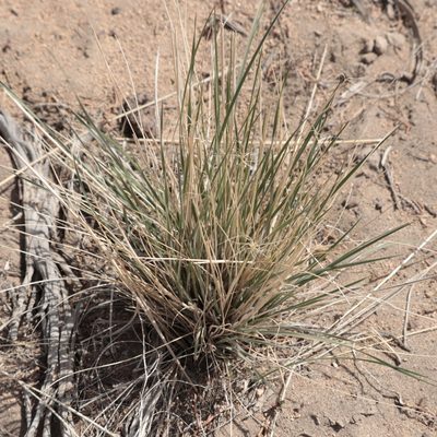 Elymus elymoides, photographed by mammuthuss