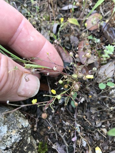 Physaria recurvata, photographed by lanechaffin