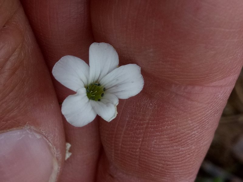 Arenaria cerastioides, photographed by Karim Haddad