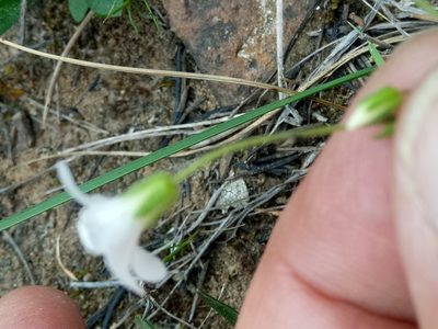 Arenaria cerastioides, photographed by Karim Haddad